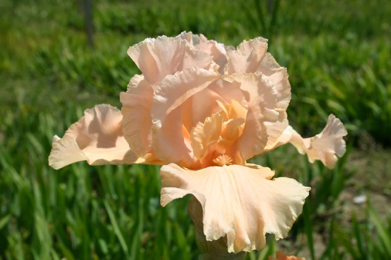 Iris Barbata-Elatior 'Buisson de Roses' (Hohe Bartschwertlilie)