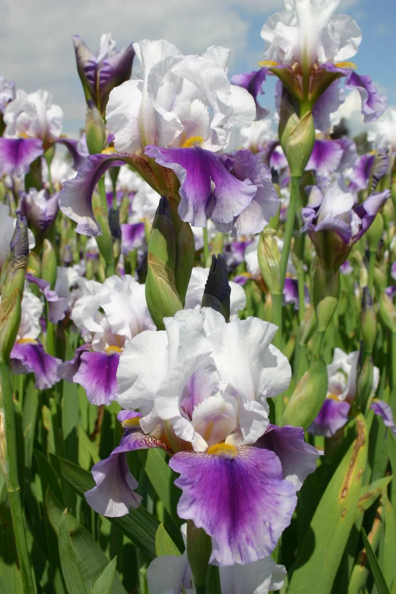 Iris Barbata-Elatior 'Bouquet Magic' (Hohe Bartschwertlilie)