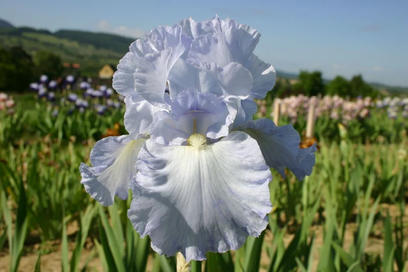 Iris Barbata-Elatior 'Blue Reflection' (Hohe Bartschwertlilie)