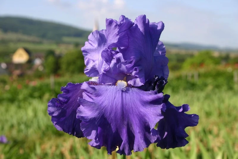 Iris Barbata-Elatior 'Blenheim Royal' (Hohe Bartschwertlilie)