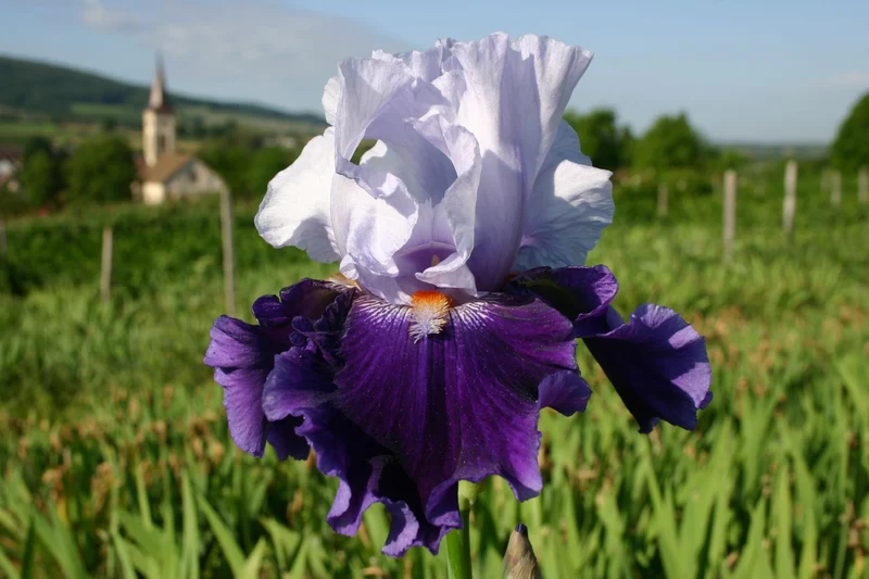 Iris Barbata-Elatior 'Belle de Nuit' (Hohe Bartschwertlilie)