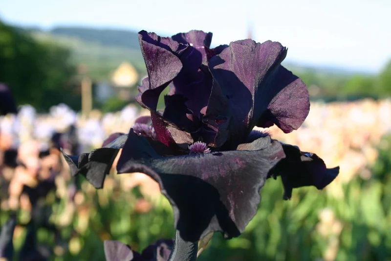 Iris Barbata-Elatior 'Before the Storm' (Hohe Bartschwertlilie)