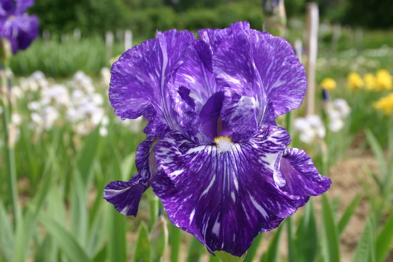 Iris Barbata-Elatior 'Batik' (Hohe Bartschwertlilie)