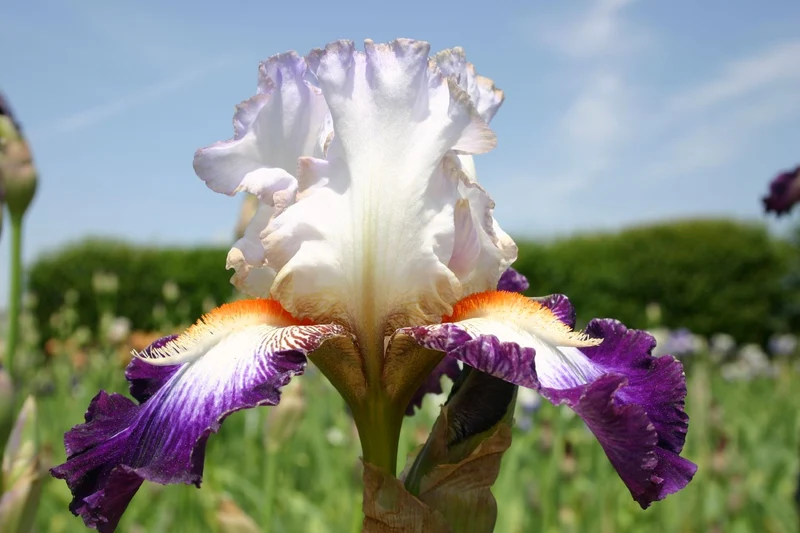 Iris Barbata-Elatior 'Aurélie' (Hohe Bartschwertlilie)