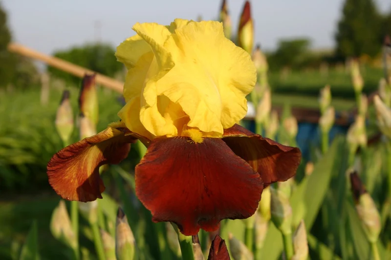 Iris Barbata-Elatior 'Andalou' (Hohe Bartschwertlilie)