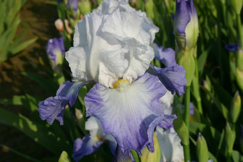 Iris Barbata-Elatior 'Alizes' (Hohe Bartschwertlilie)