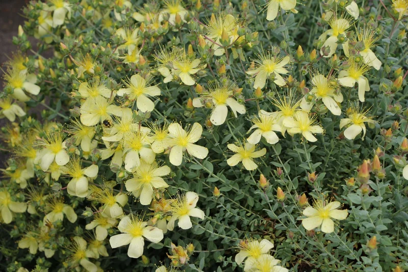 Hypericum olympicum 'Citrinum' (Zwerg-Johanniskraut)