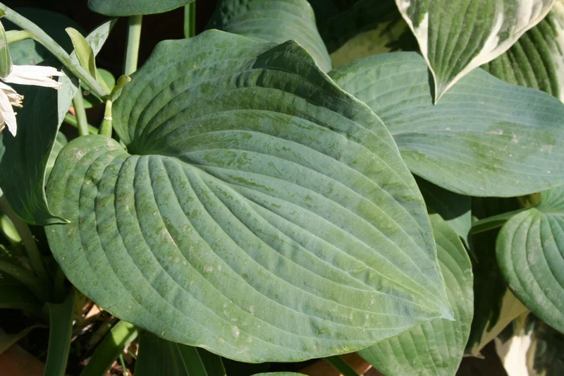 Hosta sieboldiana 'Elegans' (Große Blaublatt-Garten-Funkie)