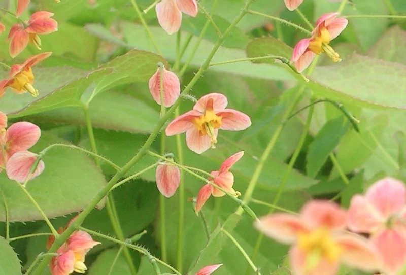 Epimedium x warleyense 'Orangekönigin' (Warley-Garten-Elfenblume)