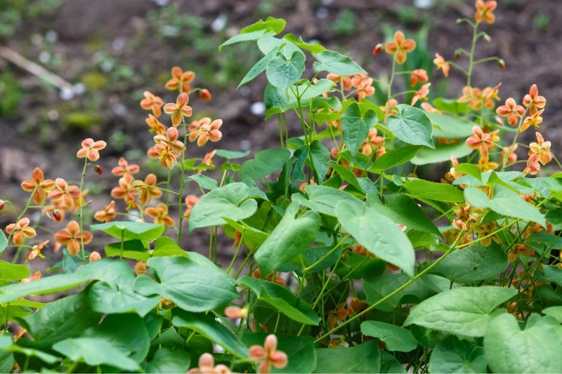 Epimedium x warleyense 'Orangekönigin' (Warley-Garten-Elfenblume)