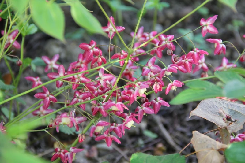Epimedium x rubrum (Garten-Elfenblume)