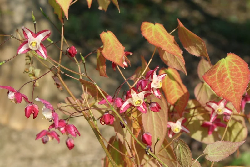 Epimedium x rubrum (Garten-Elfenblume)