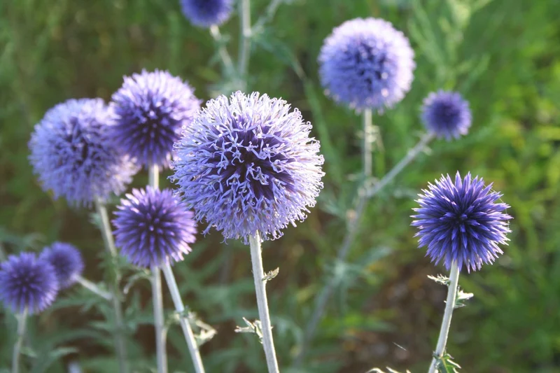 Echinops ritro 'Veitch´s Blue' (Veitchs-Garten-Kugeldistel)