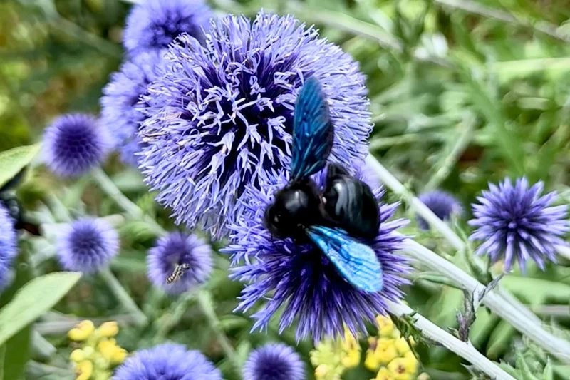 Echinops ritro 'Veitch´s Blue' (Veitchs-Garten-Kugeldistel)