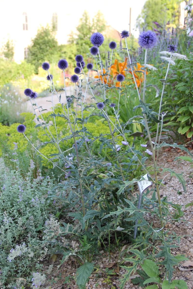 Echinops ritro 'Veitch´s Blue' (Veitchs-Garten-Kugeldistel)