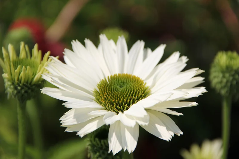 Echinacea 'Virgin' ® (Scheinsonnenhut)