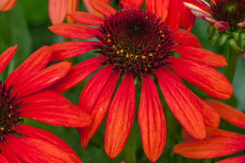 Echinacea 'Red Pearl' ® (Scheinsonnenhut)
