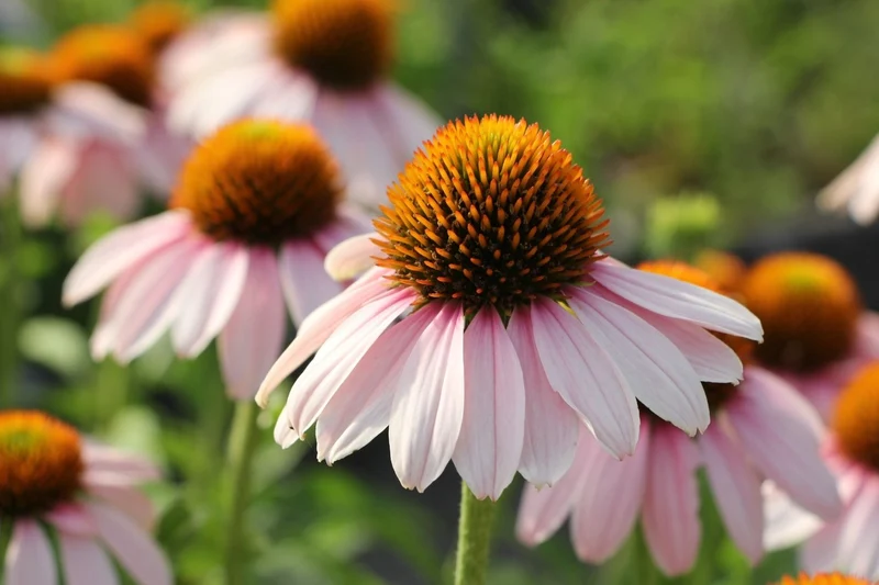 Echinacea 'Pink Skipper' ® (Scheinsonnenhut)