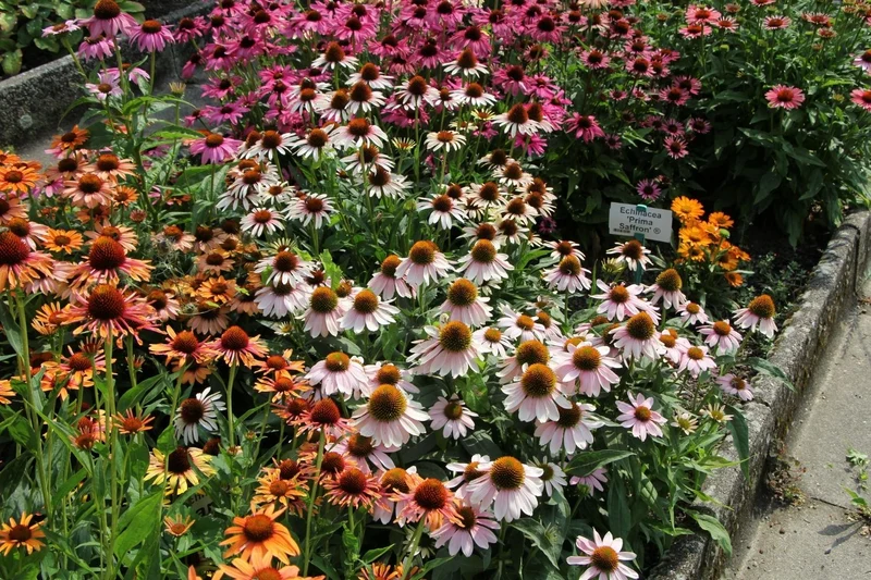 Echinacea 'Pink Skipper' ® (Scheinsonnenhut)