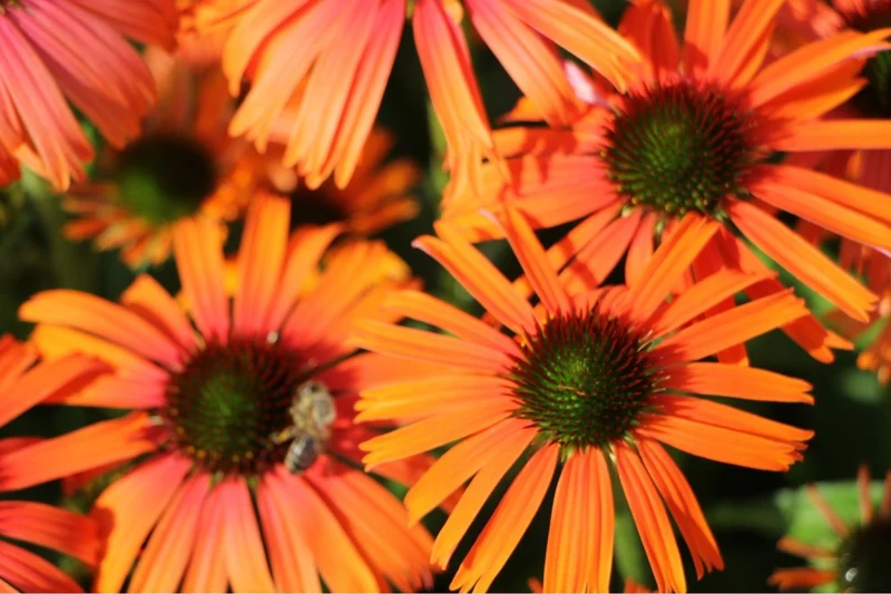 Echinacea 'Orange Skipper' ® (Scheinsonnenhut)