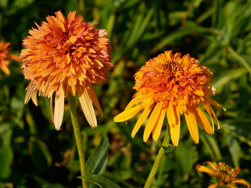Echinacea 'Marmalade' ® (Scheinsonnenhut)