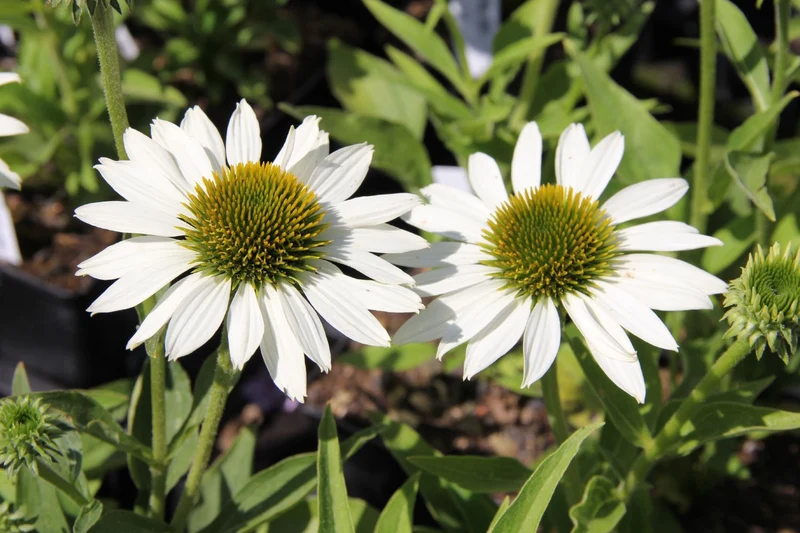 Echinacea 'Kismet® White' (Scheinsonnenhut)