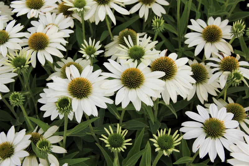 Echinacea 'Kismet® White' (Scheinsonnenhut)