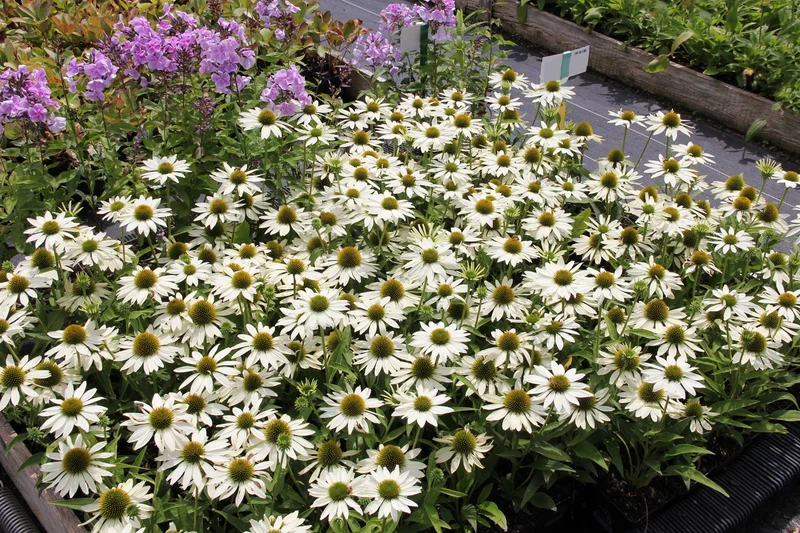 Echinacea 'Kismet® White' (Scheinsonnenhut)