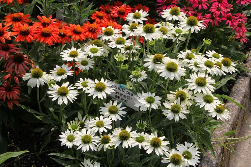 Echinacea 'Kismet® White' (Scheinsonnenhut)