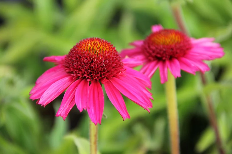 Echinacea 'Delicious Candy' ® (Scheinsonnenhut)