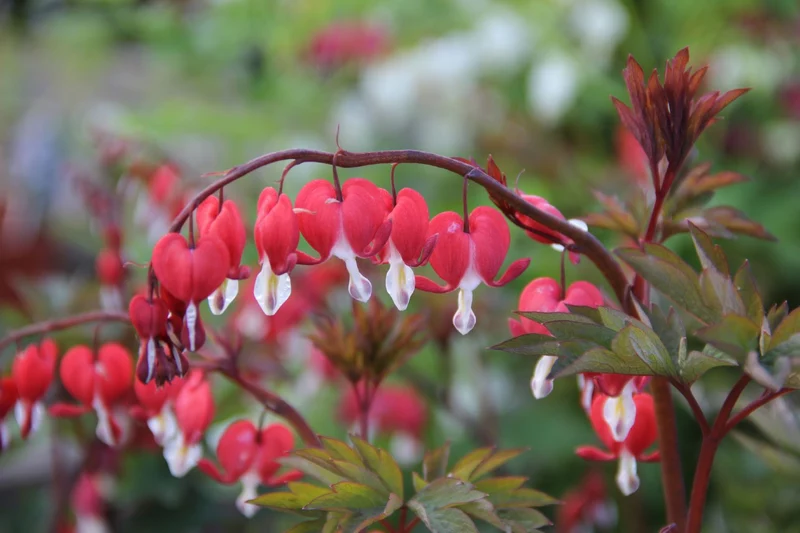 Dicentra spectabilis 'Valentine' ® (Tränendes Herz)