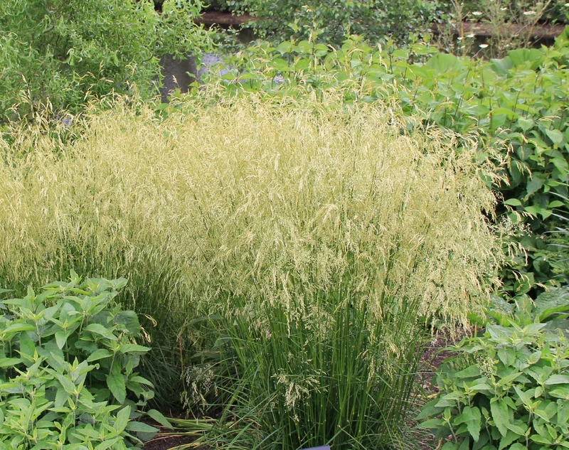 Deschampsia cespitosa 'Goldschleier' (Garten-Schmiele)