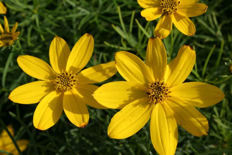 Coreopsis verticillata 'Zagreb' (Quirlblättriges Garten-Mädchenauge)