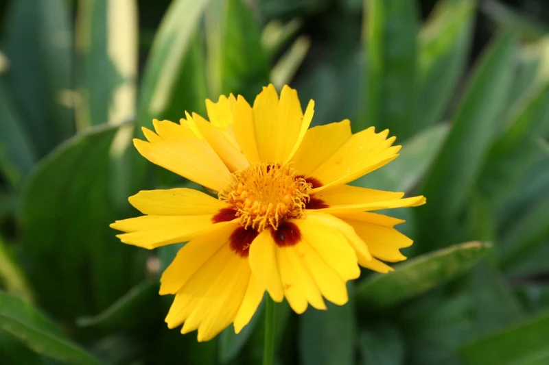 Coreopsis lanceolata 'Rotkehlchen' (Niedriges Garten-Mädchenauge)