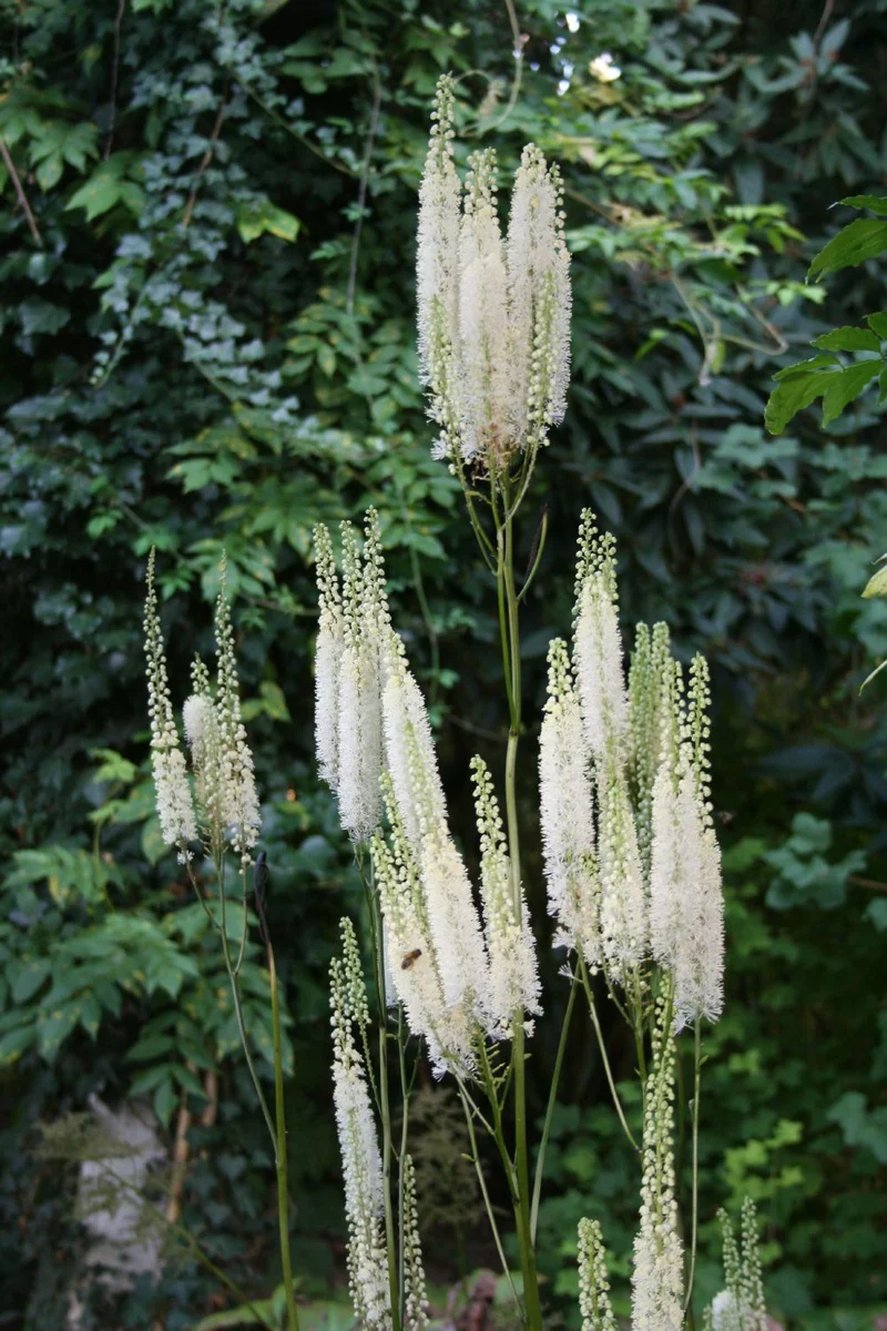 Cimicifuga simplex 'White Pearl' (Oktober-Silberkerze)