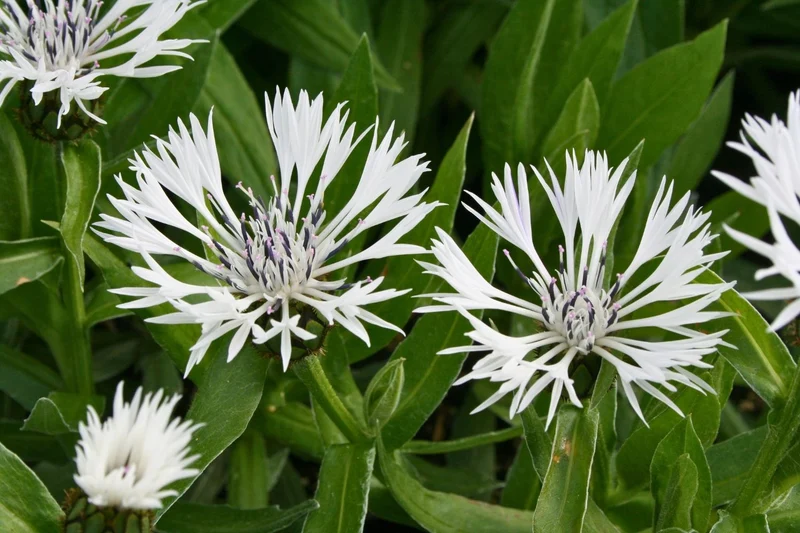 Centaurea montana 'Alba' (Weiße Berg-Flockenblume)