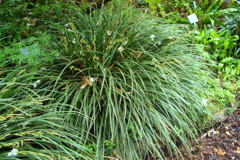 Carex morrowii 'Variegata' (Bunte Japan-Segge)