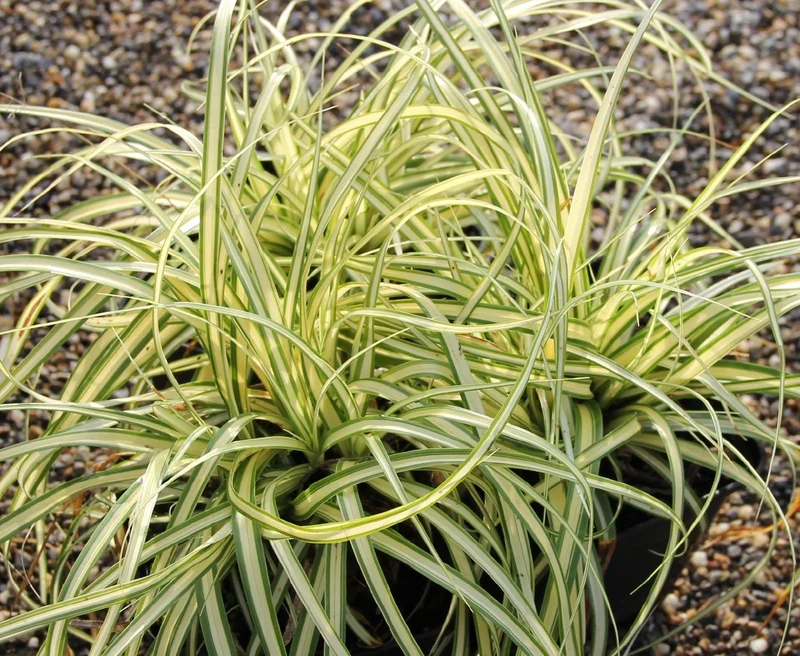 Carex hachijoensis 'Evergold' (Oshima-Segge)