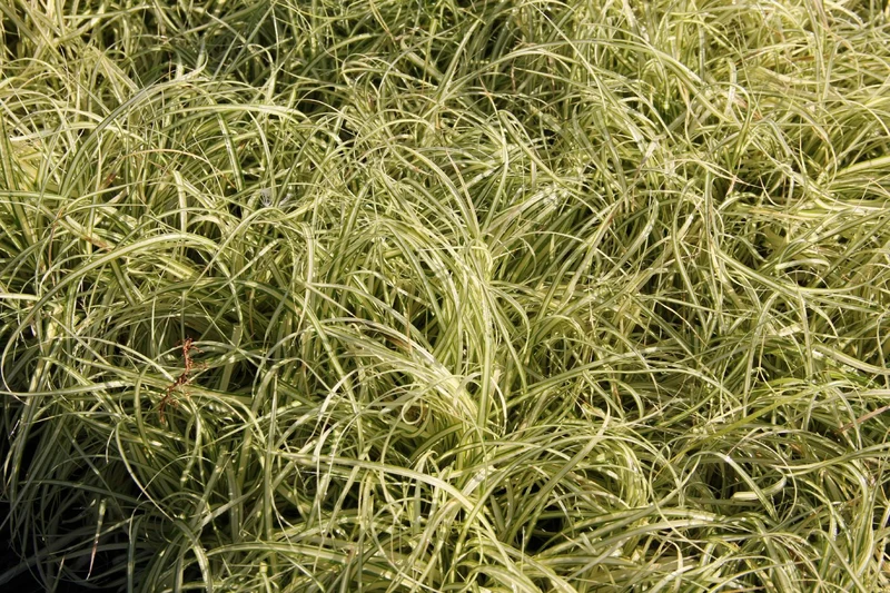 Carex hachijoensis 'Evergold' (Oshima-Segge)