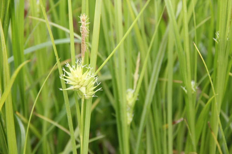 Carex grayi (Morgenstern-Segge)