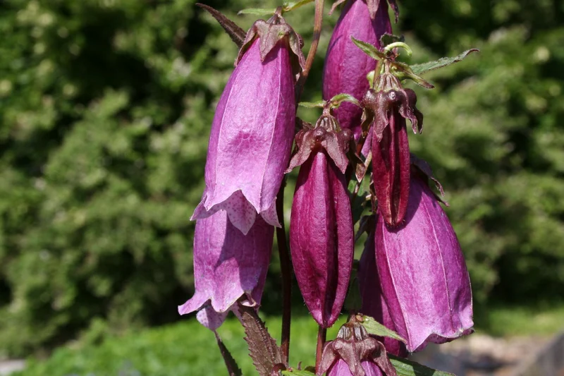 Campanula x punctata 'Vienna Festival' (Japan-Glockenblume)