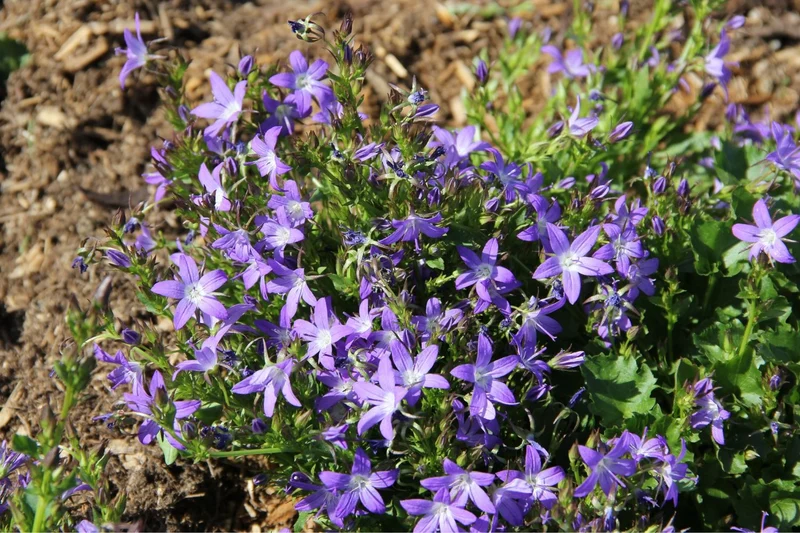 Campanula poscharskyana 'Stella' (Hängepolster-Glockenblume)