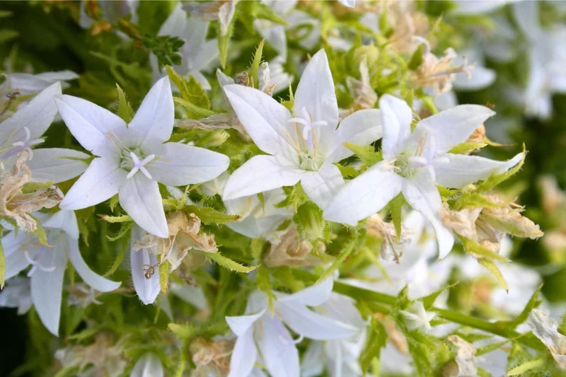 Campanula poscharskyana 'E.H. Frost' (Hängepolster-Glockenblume)