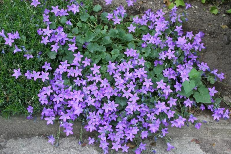 Campanula poscharskyana 'Blauranke' (Hängepolster-Glockenblume)
