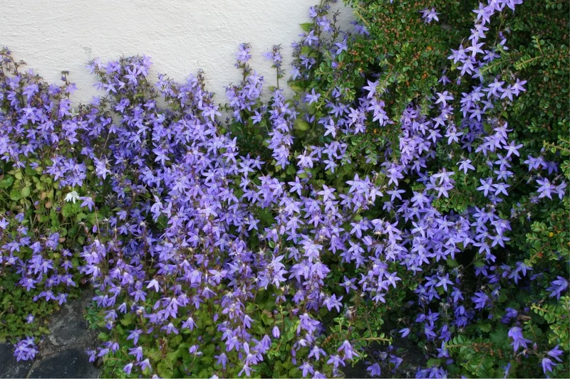 Campanula poscharskyana 'Blauranke' (Hängepolster-Glockenblume)