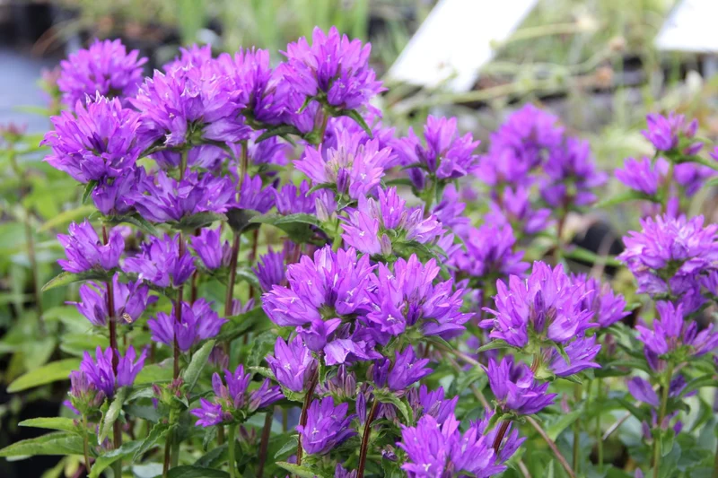 Campanula glomerata 'Freya' ® (Knäuel-Glockenblume)