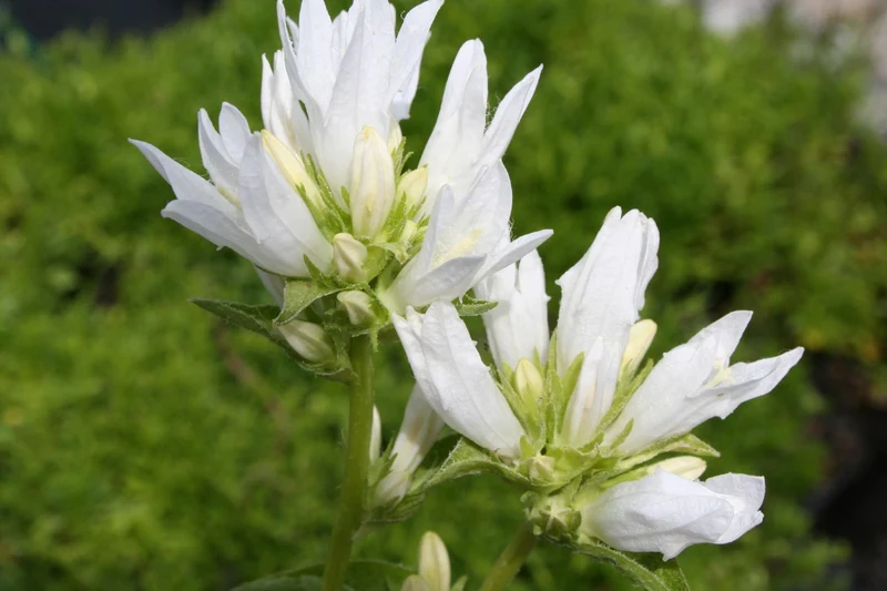 Campanula glomerata 'Alba' (Knäuel-Glockenblume)