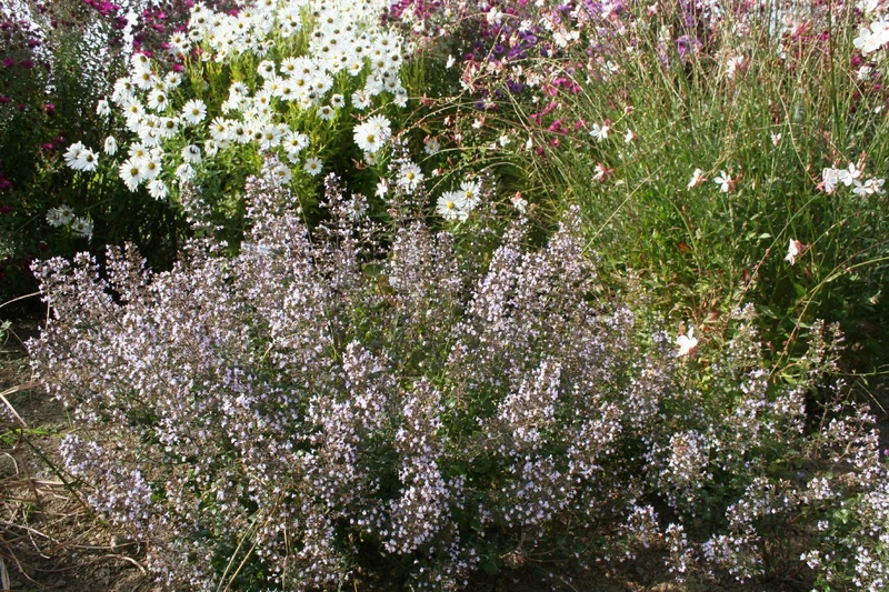 Calamintha nepeta ssp.nepeta (Steinquendel | Bergminze)