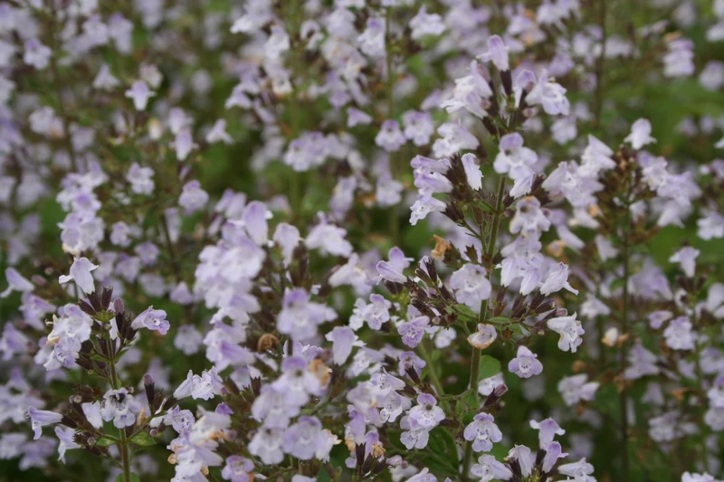 Calamintha nepeta ssp.nepeta (Steinquendel | Bergminze)