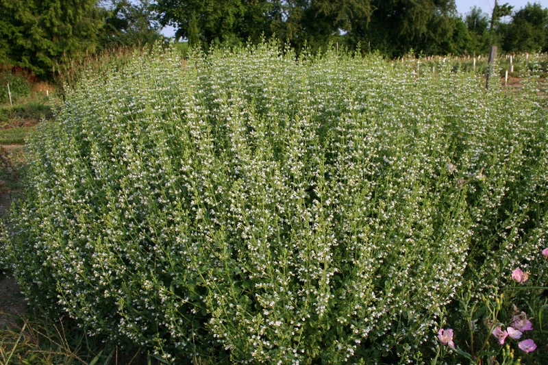 Calamintha nepeta ssp.nepeta (Steinquendel | Bergminze)